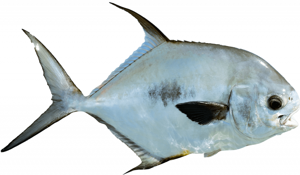 Jardine Flyfish Adventures 2021 - 05 Jardine Flyfish Adventures 2021 - 05