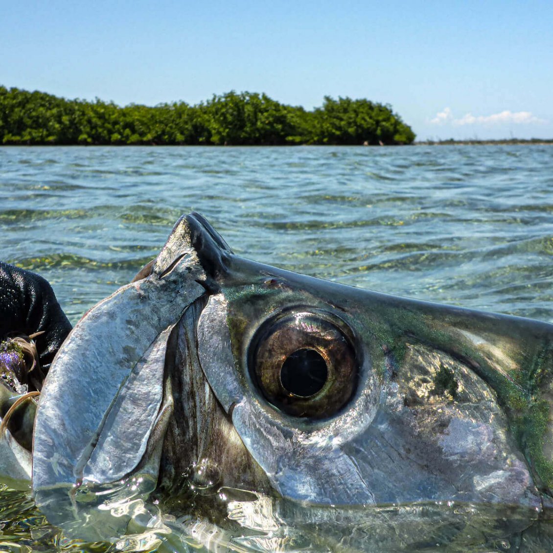 Jardine Flyfish Adventures 2021 - 05 Jardine Flyfish Adventures 2021 - 05